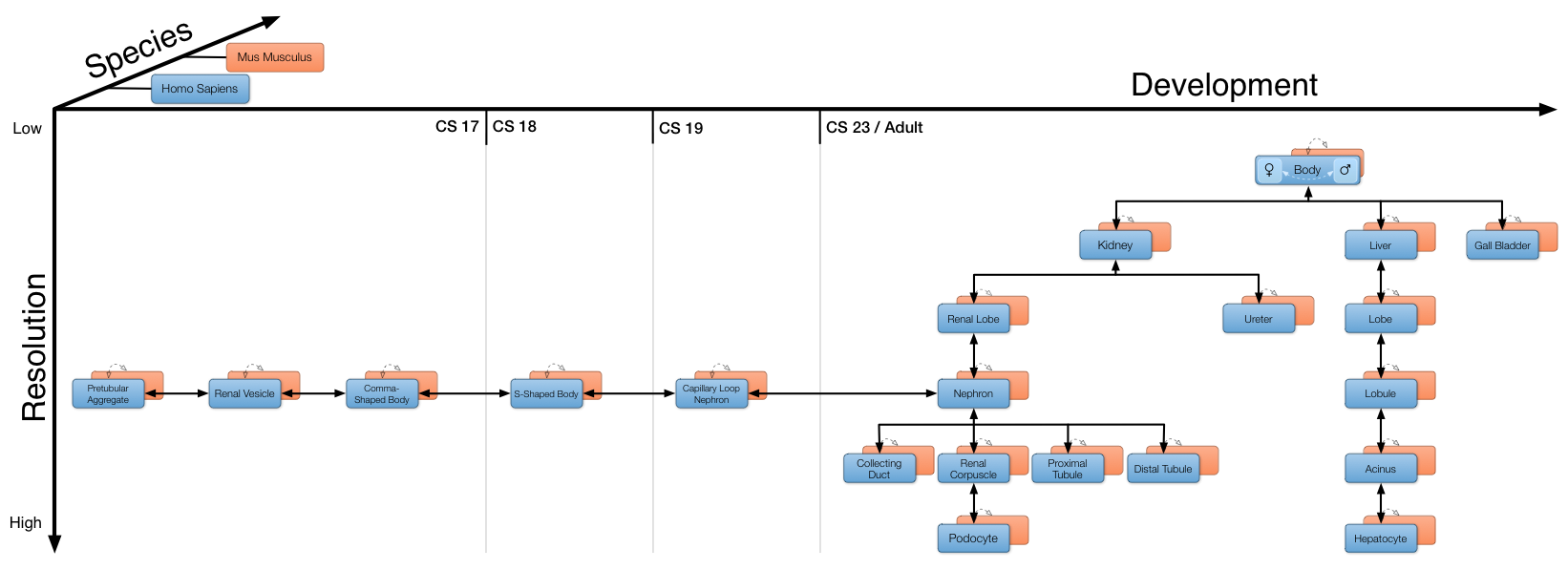Fig. 2: Current browse tree of the Semantic Body Browser.